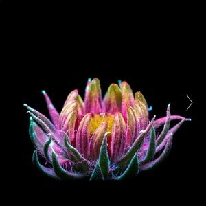 Meet your Posher, Jean